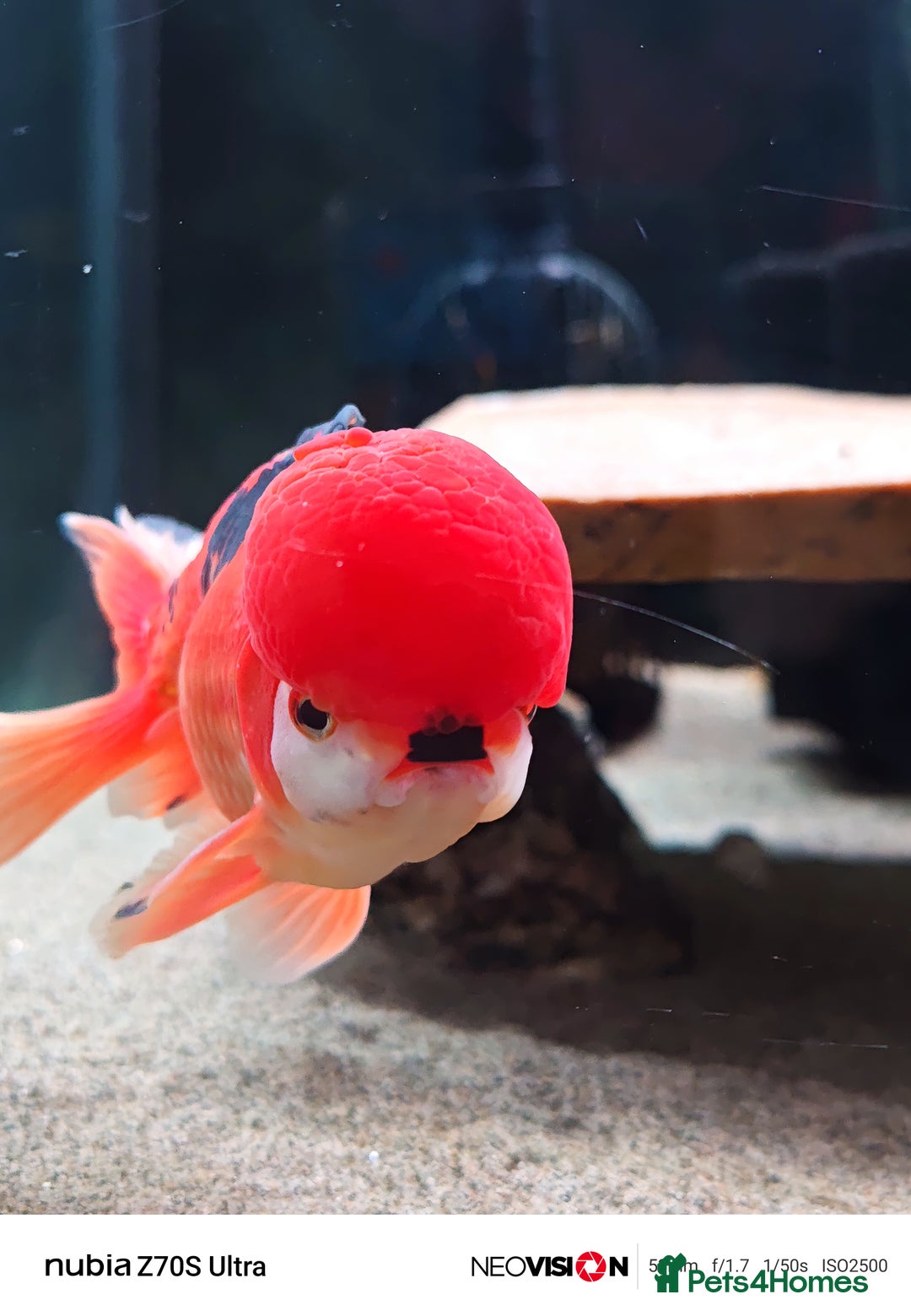 Fancy Goldfish fish for sale: Fancy gold fish orandas  - Image 1