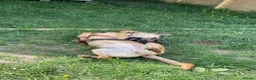 Mixed Breed dogs for adoption: Meet Tulip, currently residing in Surrey in Guildford - Advert 4