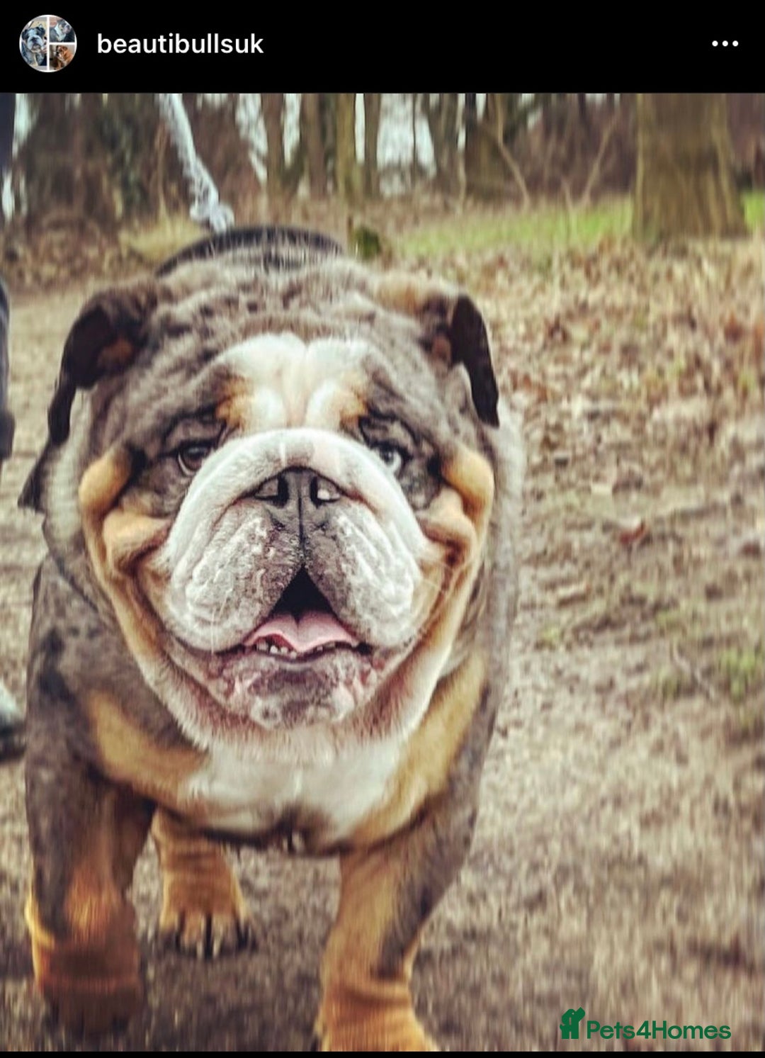 English Bulldog dogs for stud: Black Friday deal!!! in Derby - Advert 5