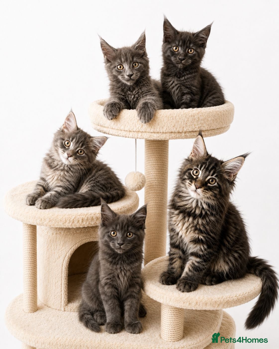 Maine Coon cats ACTIVE TICA REGISTERED UNIQUE MAIN COONS😍 - Advert 17