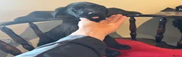 Labrador Retriever dogs for sale: Labrador retrievers  - Advert 4