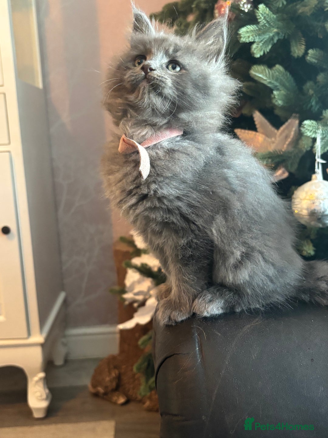 Maine Coon cats for sale: Blue Maine Coon Kittens – Active TICA Registered  - Advert 24