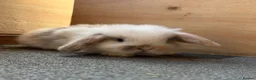 Mini Lop rabbits for sale: Beautiful Mini Lops  - Advert 3