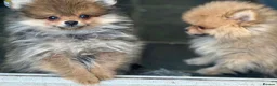 Pomeranian dogs for sale: 13 weeks Teddy bear face Pomeranian male puppies  - Advert 7