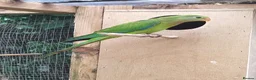 Cockatiels birds for sale: DNA breeding pairs barraband Bourke cockatiels - Advert 10