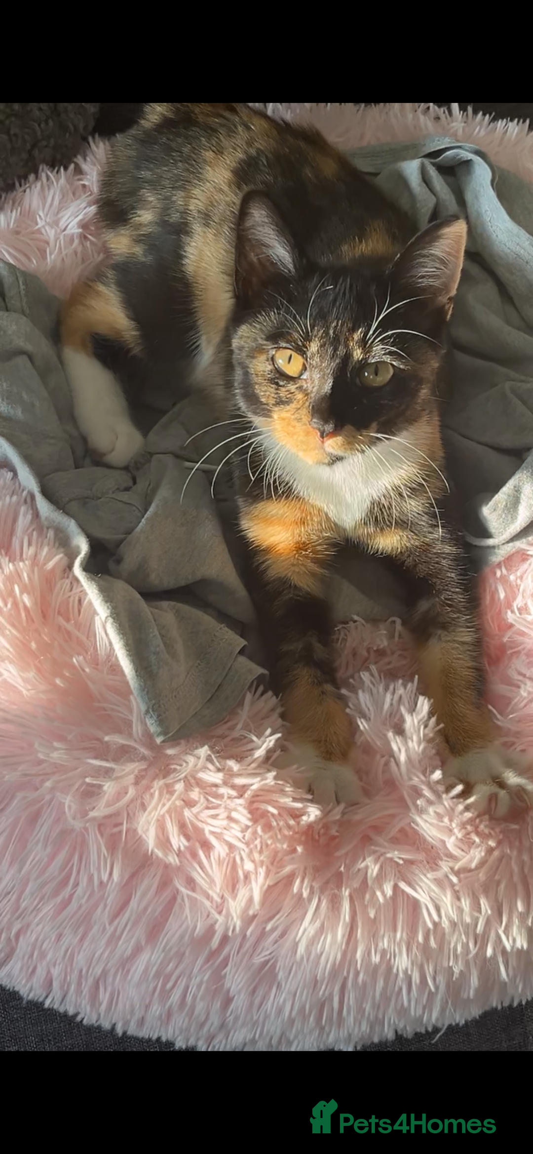 Domestic Shorthair cats for sale: Meet Cali✨ - Advert 4