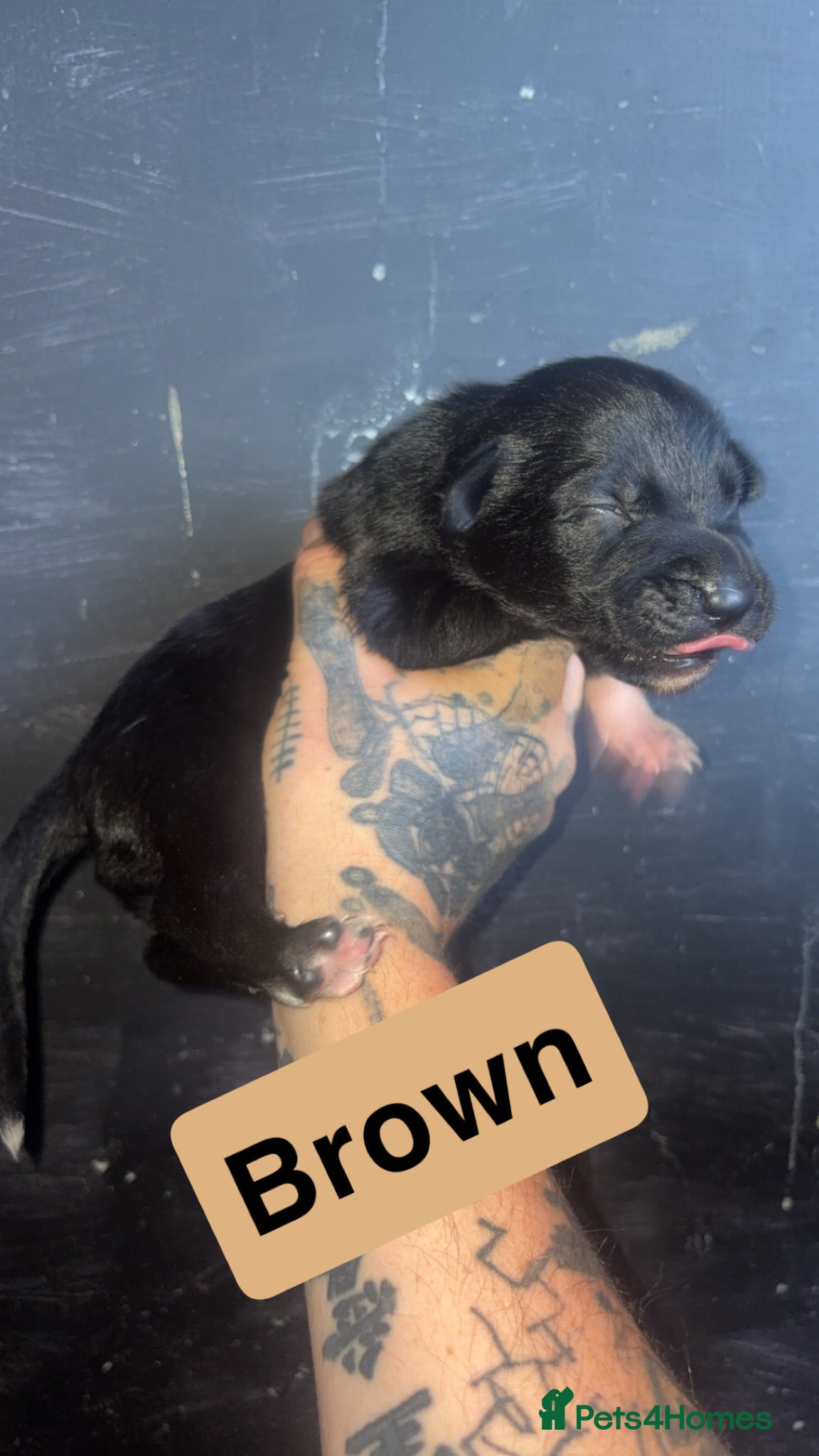 Mixed Breed dogs for sale: Mali X collie puppies - Advert 9