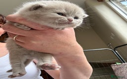 British Shorthair cats for sale: GCCF BSH Beautiful Kittens  - Image 5