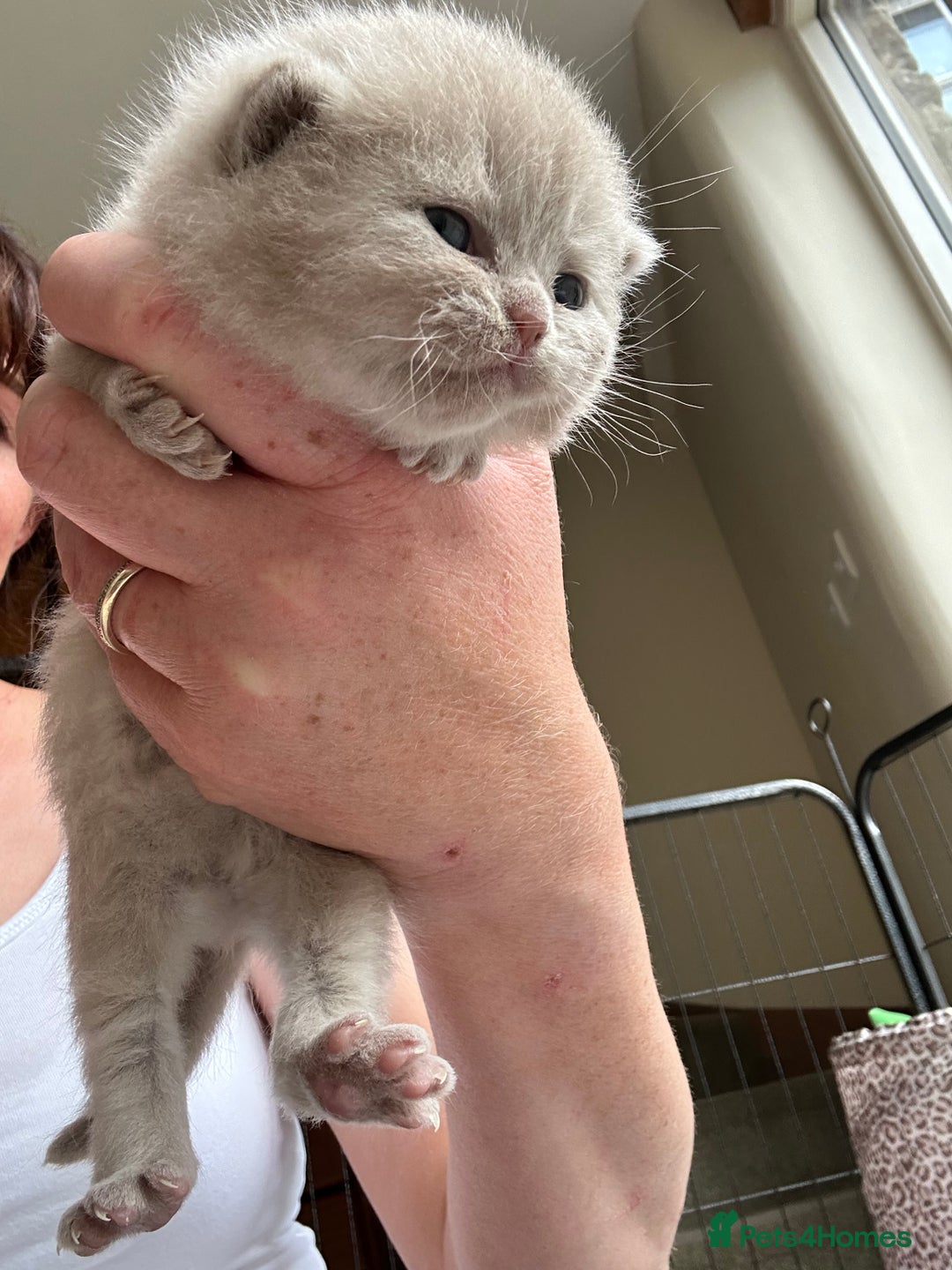 British Shorthair cats for sale: GCCF BSH Beautiful Kittens  - Image 5