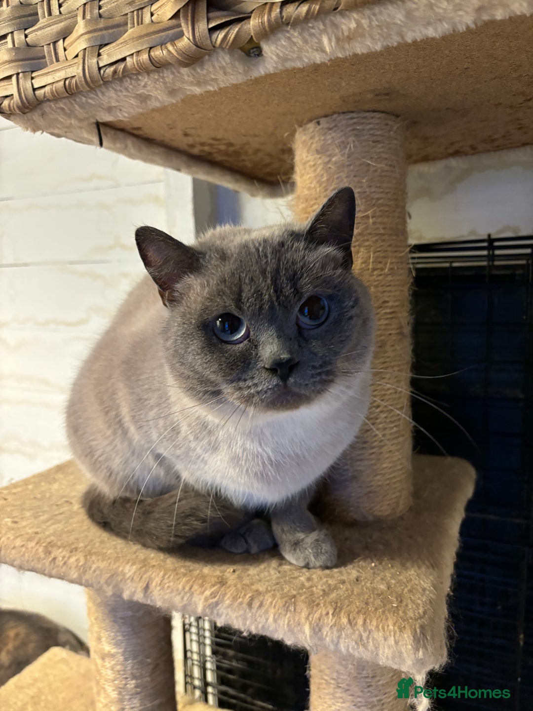 British Shorthair cats for sale: Pedigree British shorthair male kittens  - Image 7
