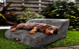 Miniature Dachshund dogs for sale: 💗 READY TO LEAVE - K.C MINIATURE DACHSHUND 💗 - Image 9
