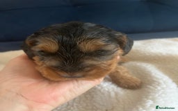 Cockapoo dogs for sale: Cockerpoo Male  - Image 3
