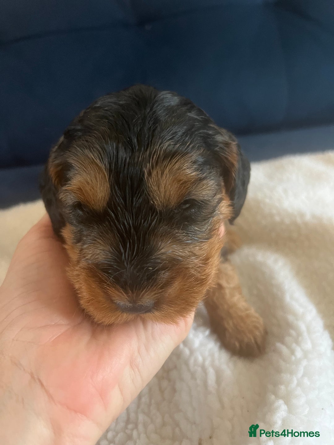 Cockapoo dogs for sale: Cockerpoo Male  - Image 3