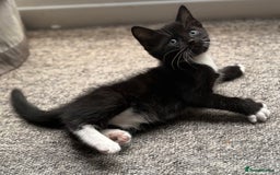 Domestic Shorthair cats for sale: 7 weeks old  - Image 6