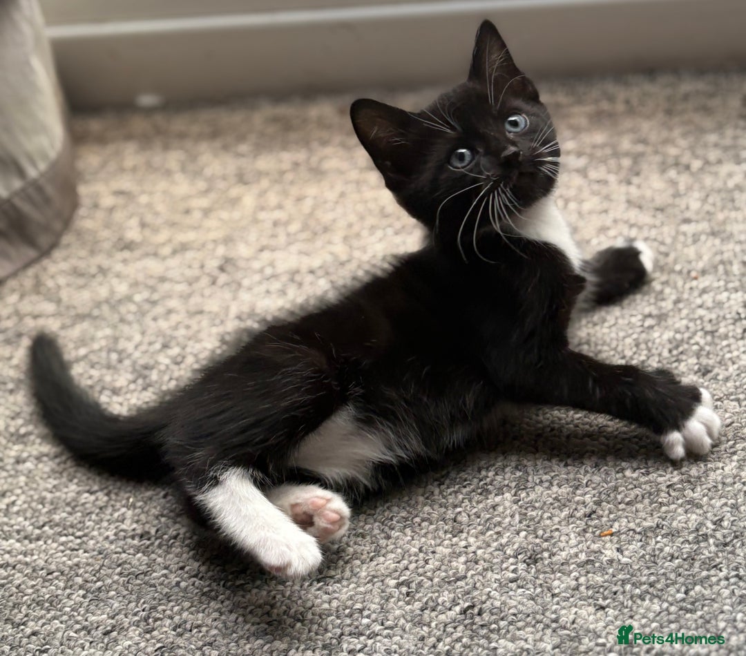 Domestic Shorthair cats for sale: 7 weeks old  - Image 6