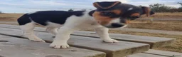 Jack Russell dogs for sale: Fast Feet, Bright Minds & Loving Hearts in Glasgow - Advert 2