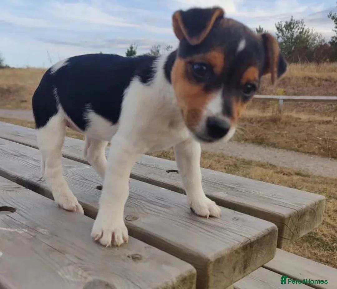 Jack Russell dogs for sale: Fast Feet, Bright Minds & Loving Hearts in Glasgow - Advert 2