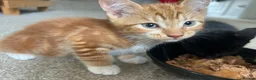 Domestic Shorthair cats for sale: Four beautiful kittens 9 weeks, READY TO GO! - Advert 14