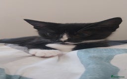 Mixed Breed cats for sale: Three beautiful tuxedos - MMF - Image 11