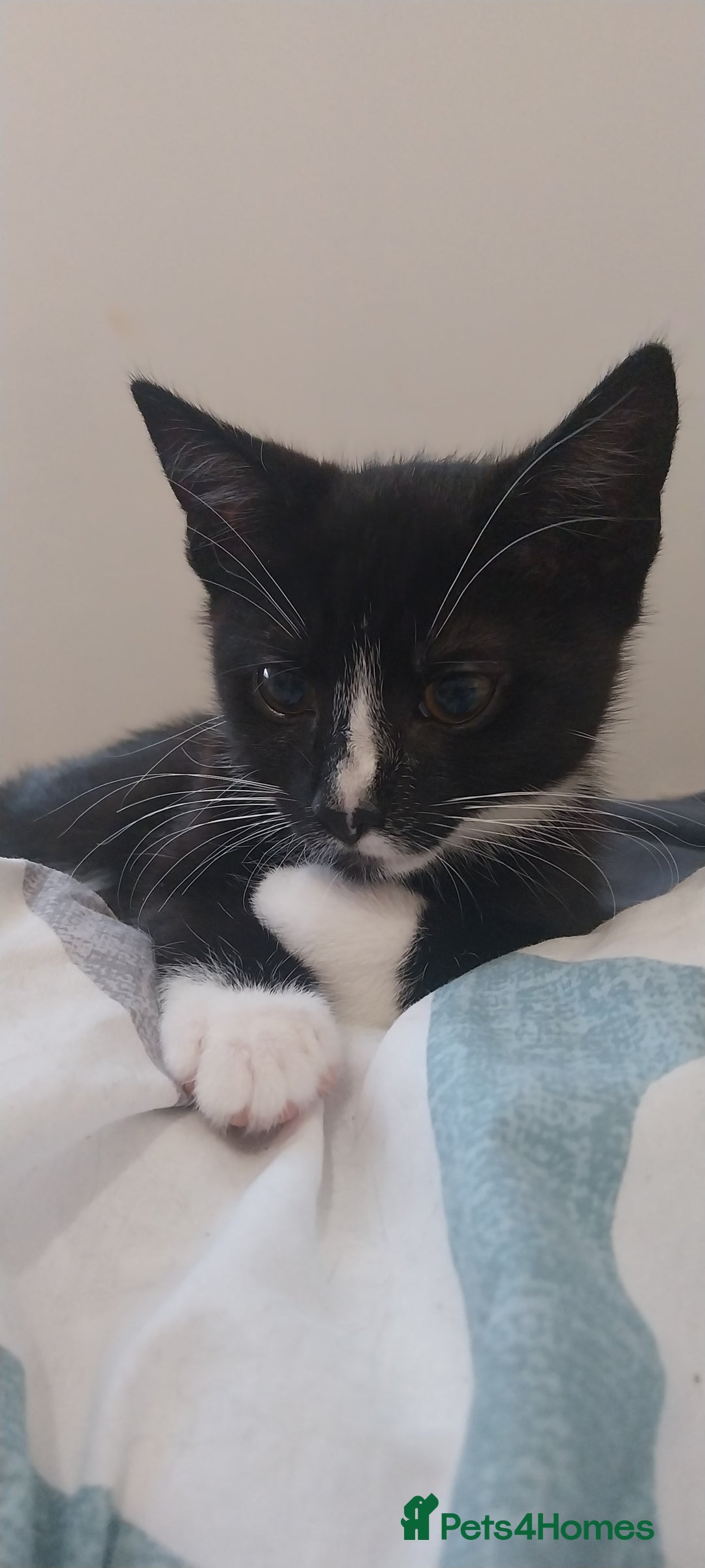 Mixed Breed cats for sale: Three beautiful tuxedos - MMF - Image 11