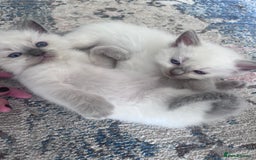 Ragdoll cats for sale: Pure breed ragdolls - Image 9