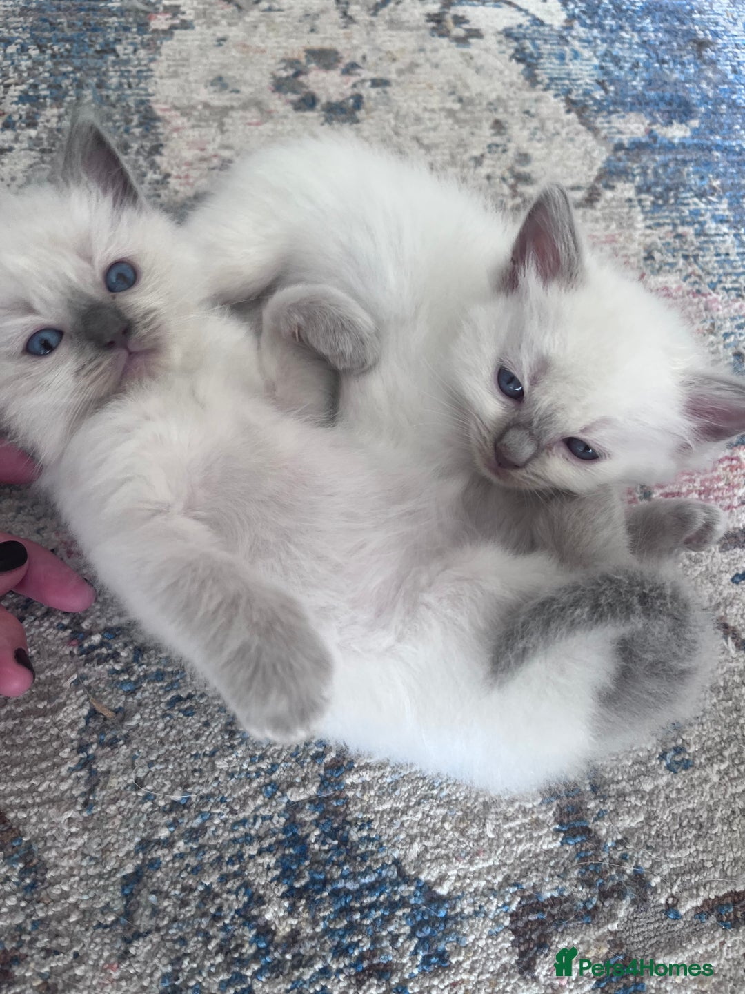 Ragdoll cats for sale: Pure breed ragdolls - Image 9