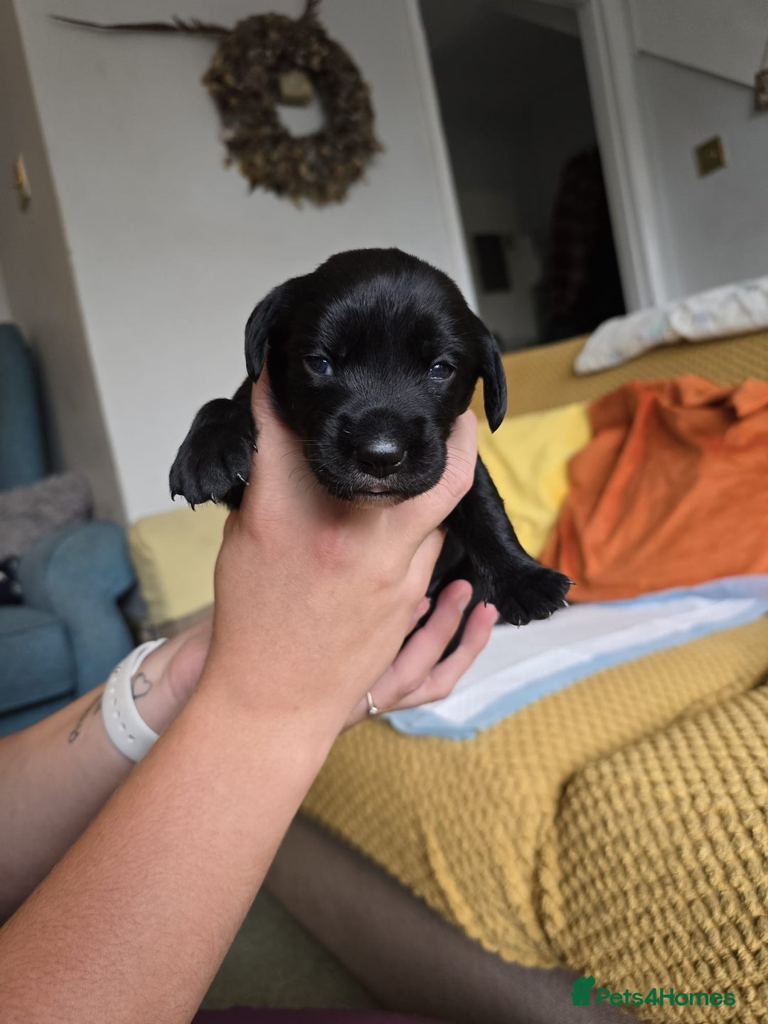 Mixed Breed dogs for sale: Labrador x Patterdale Puppies - Image 7