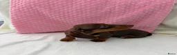 Miniature Dachshund dogs for sale: Miniature dachshund puppies in Largs - Advert 27