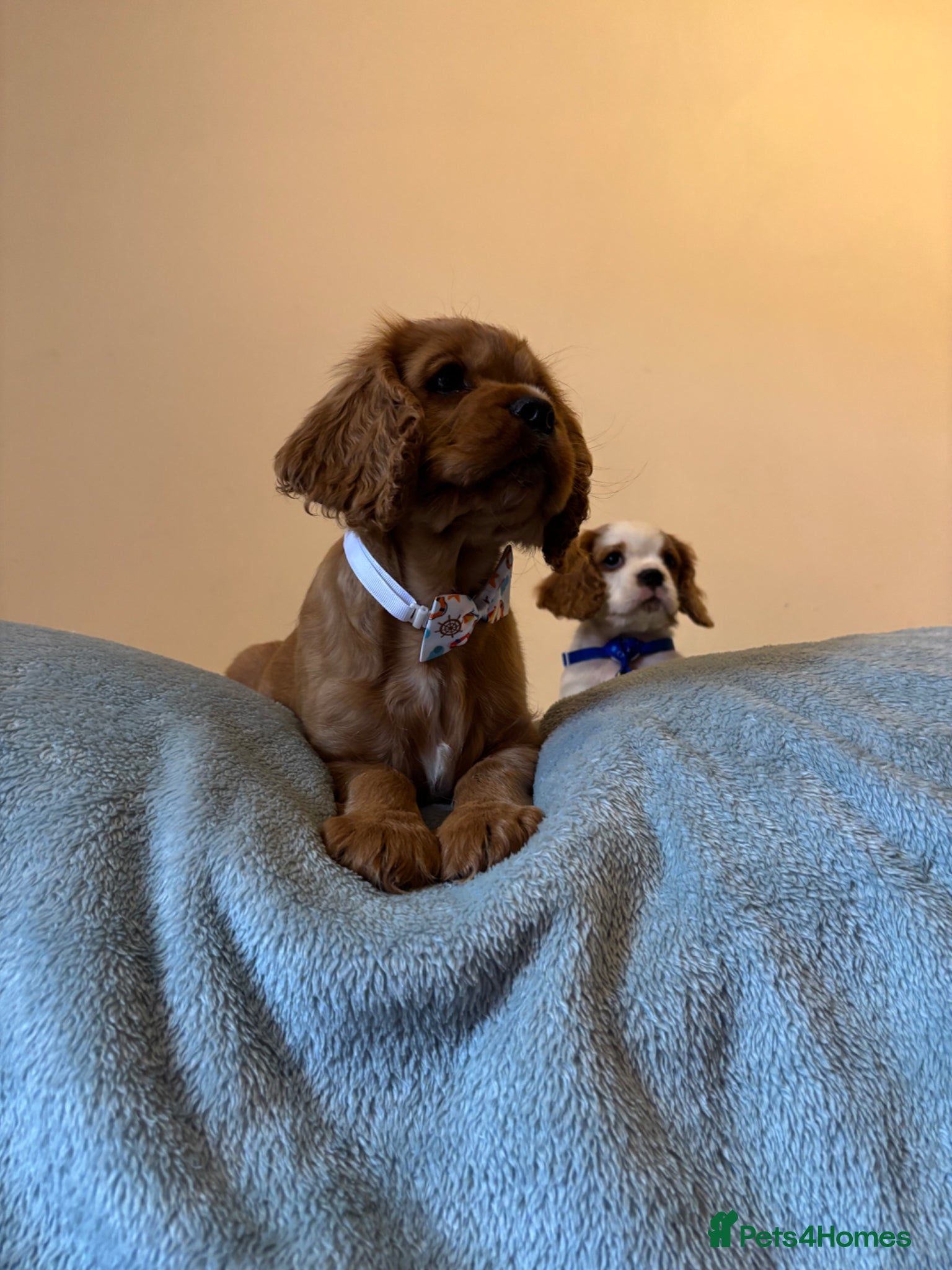 Cavalier King Charles Spaniel dogs REDUCED KC registered puppies  - Advert 1