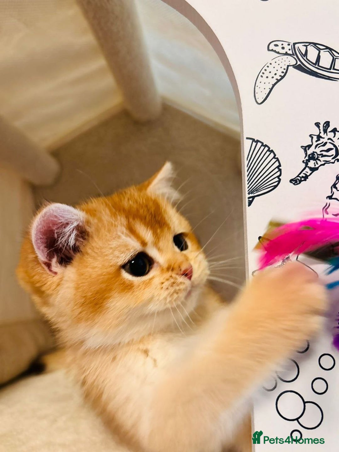 British Shorthair cats for sale: Charming British golden chinchillas - Advert 19