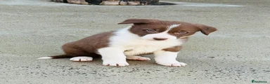 Border collie 1