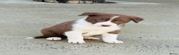 Border Collie dogs for sale: Gorgeous border collie puppies  - Advert 22