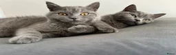 British Shorthair cats for sale: pure pedigreeBritish shorthairs kittens - Advert 7