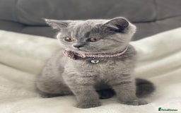 British Shorthair cats for sale: Beautiful  bsh gccf girl (champion breed lines) in Swanley - Image 11