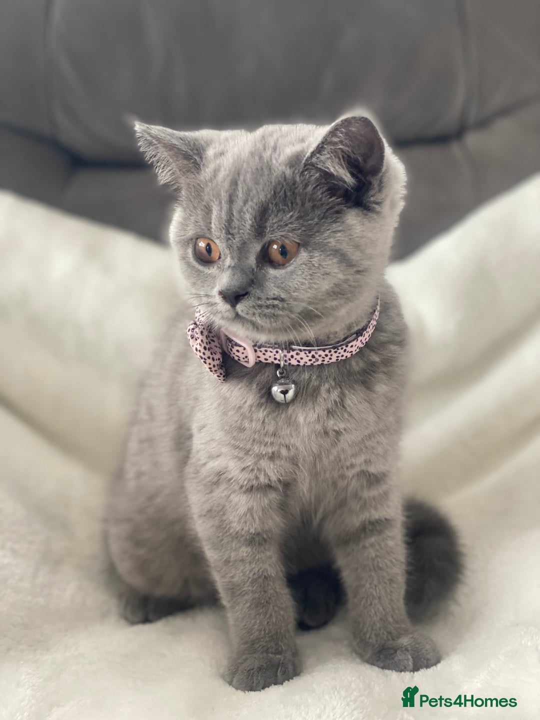 British Shorthair cats for sale: Beautiful  bsh gccf girl (champion breed lines) in Swanley - Image 11