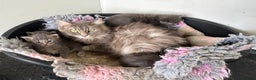 Maine Coon cats for sale: Plush PusZ XXL TICA registered Maine Coon Kittens - Advert 20