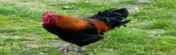 Chickens poultry for sale: Copper Black Maran Cockeral  in Matlock - Advert 2