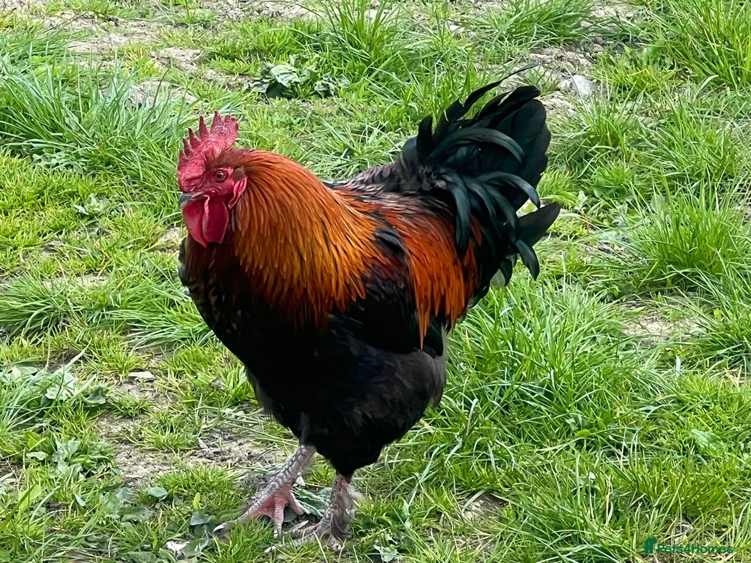 Chickens poultry for sale: Copper Black Maran Cockeral  in Matlock - Advert 2