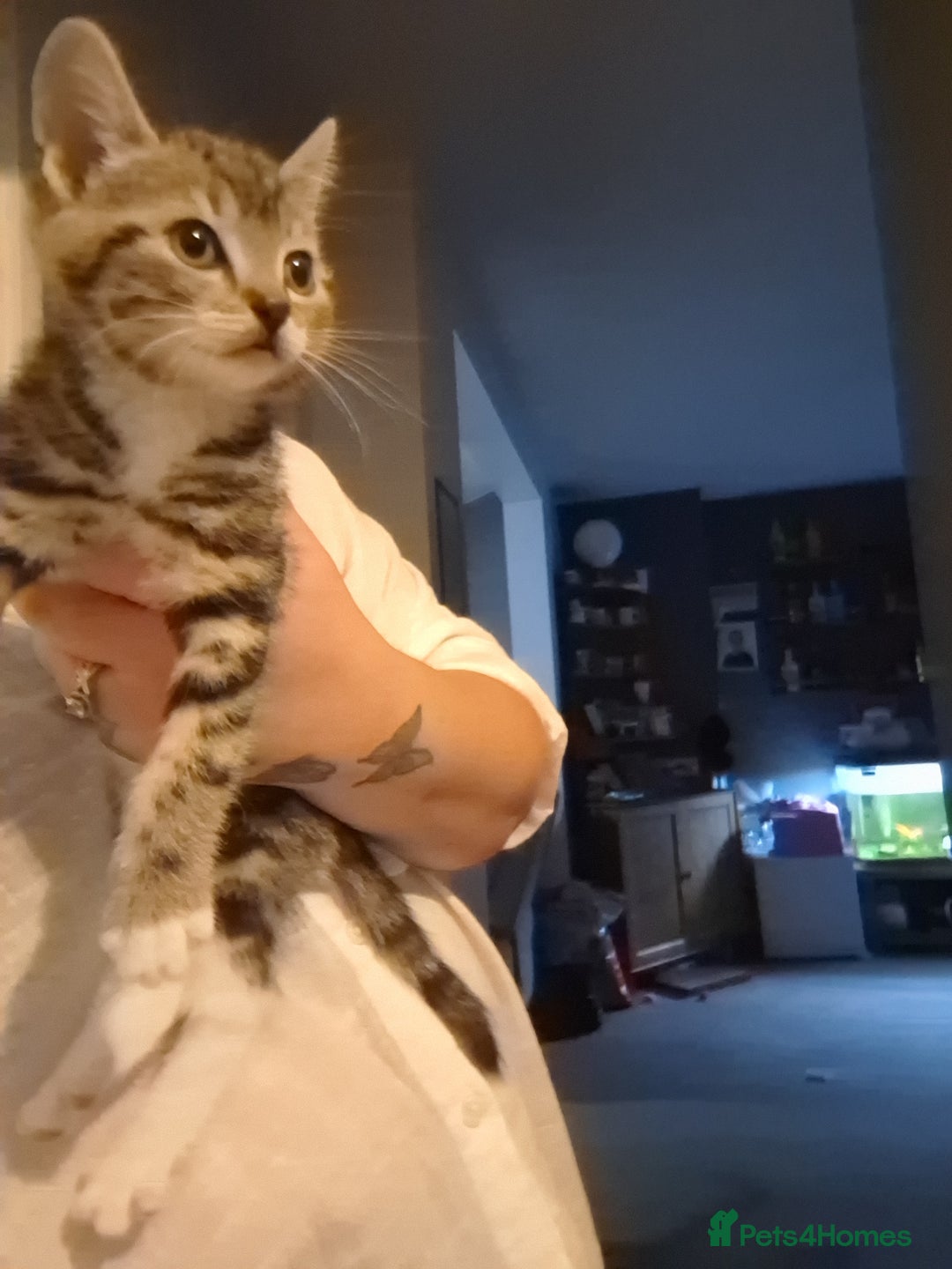 Mixed Breed cats for sale: 8 week kittens - Image 6
