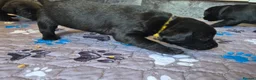 Labrador Retriever dogs for sale: Labrador black puppies  - Advert 16