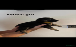 German Shepherd dogs for sale: German shepherd litter  - Image 10