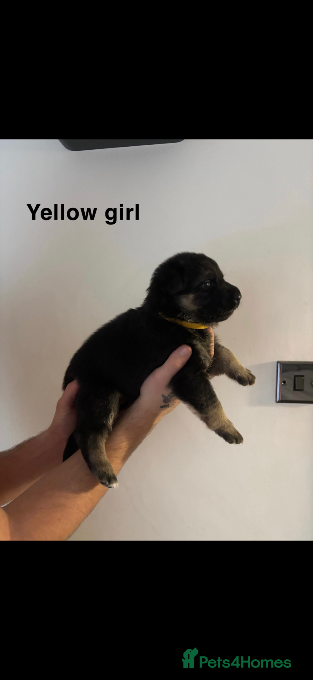 German Shepherd dogs for sale: German shepherd litter  - Image 10