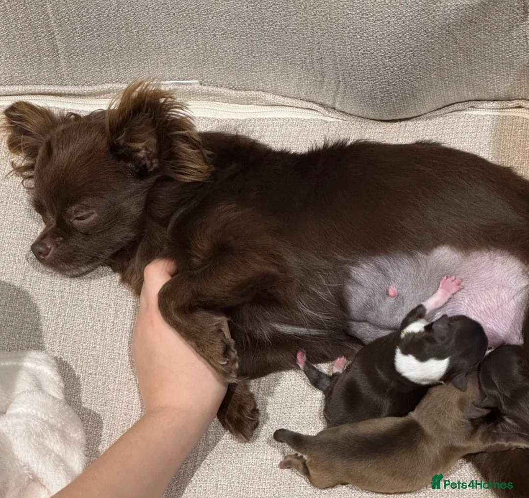 Chihuahua dogs for sale: Longhaired Chihuahua Puppies in Derby - Advert 1
