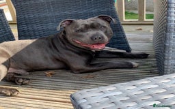 Staffordshire Bull Terrier dogs for stud: Blue Staffordshire bull terrier proven stud in Port Glasgow - Image 6