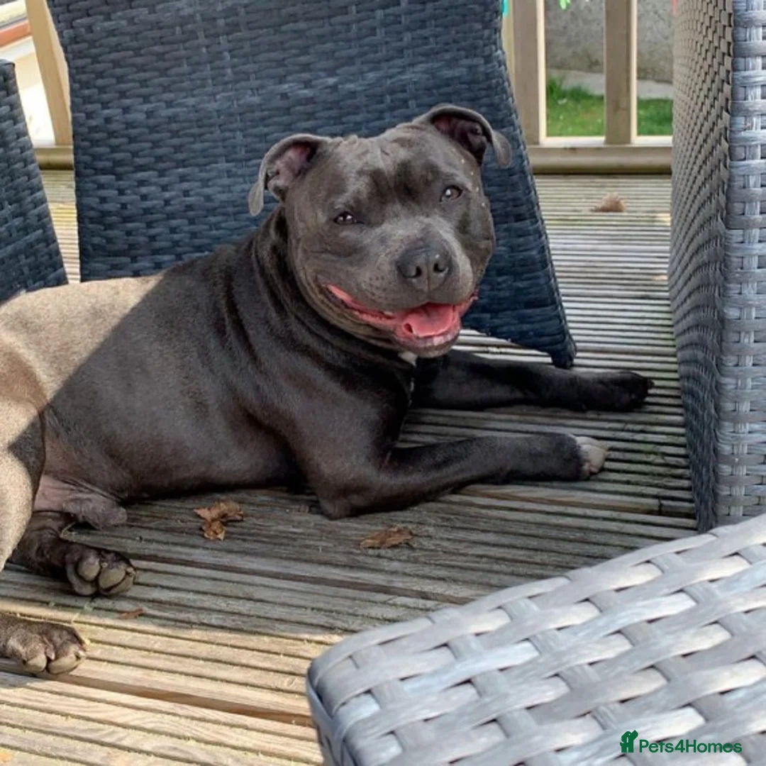 Staffordshire Bull Terrier dogs for stud: Blue Staffordshire bull terrier proven stud in Port Glasgow - Advert 6