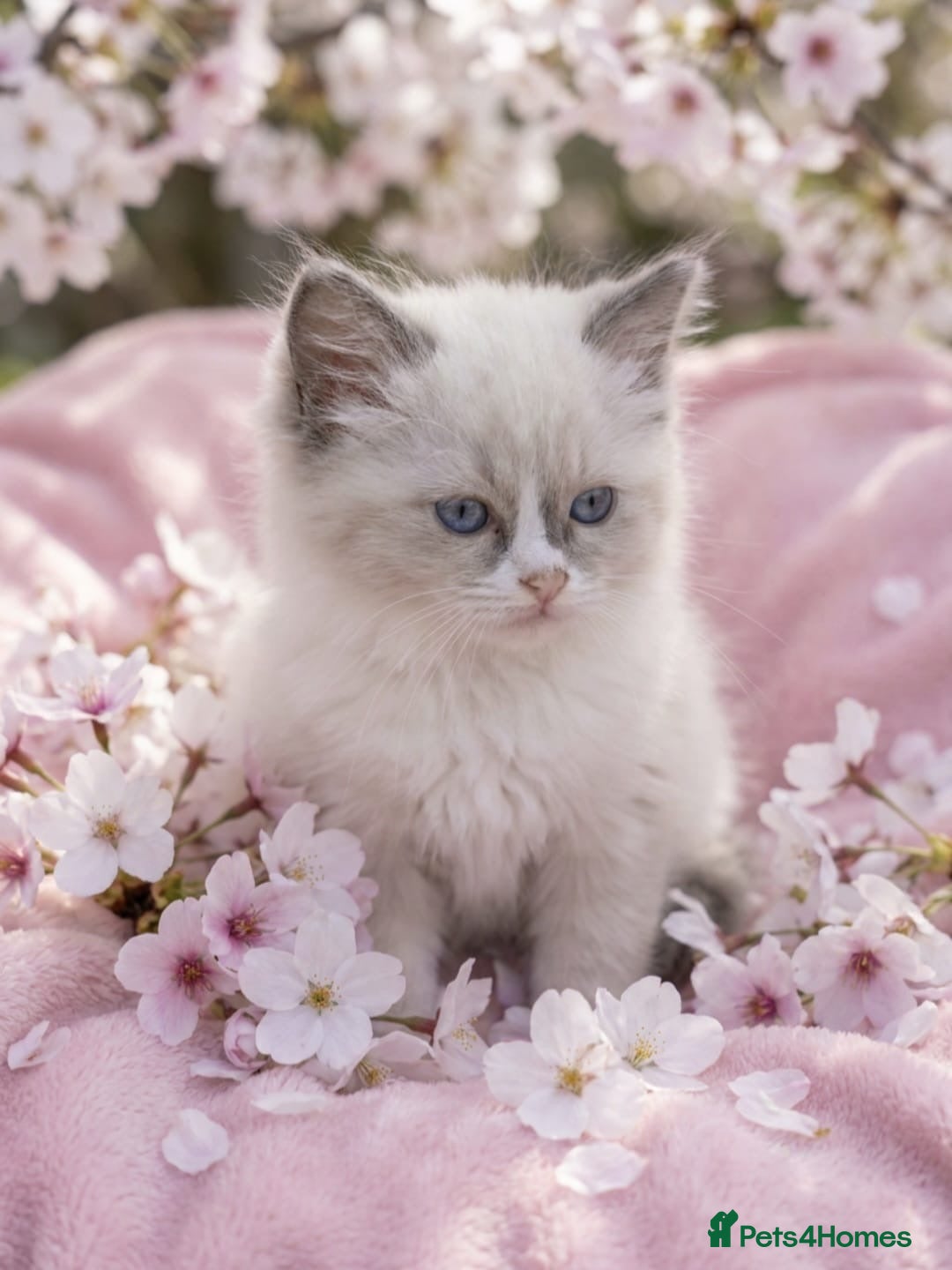 Ragdoll cats Beautiful Ragdoll kittens - Advert 1