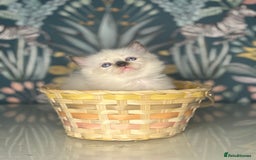 Ragdoll cats for sale: 🐱 💖 Stunning Ragdoll Kittens 💖 🐱  - Image 5