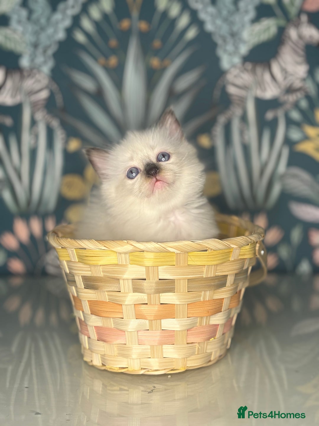Ragdoll cats for sale: 🐱 💖 Stunning Ragdoll Kittens 💖 🐱  - Image 5