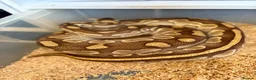 Python Snake reptiles for sale: Royal pythons  - Advert 27