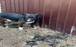 Mixed Breed dogs for adoption: Ronnie 3yr old munchkin!  - Image 2